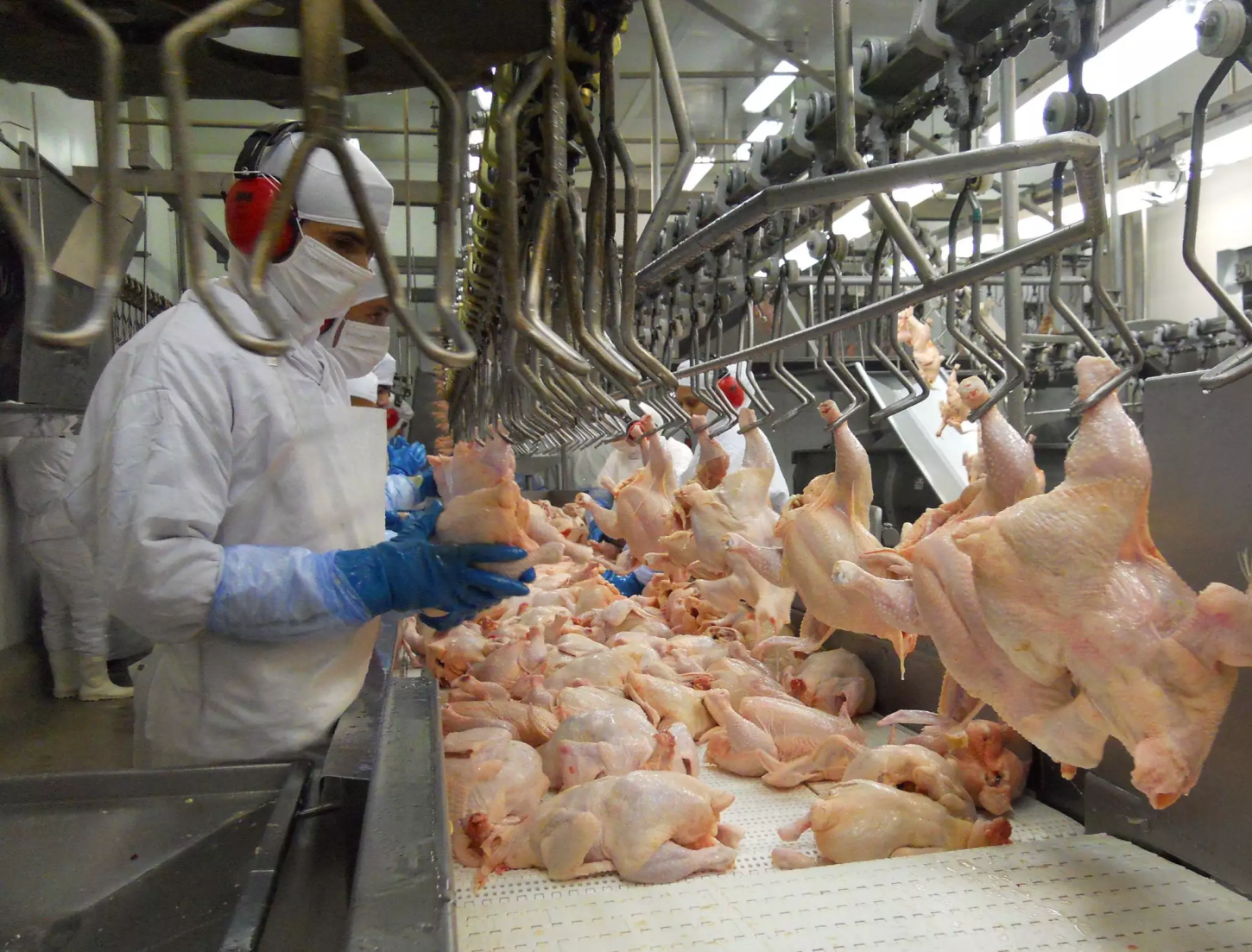 Carne de frango: volume exportado pelo RS desde janeiro cresce quase 12%; faturamento é superior a R$ 5,5 bilhões