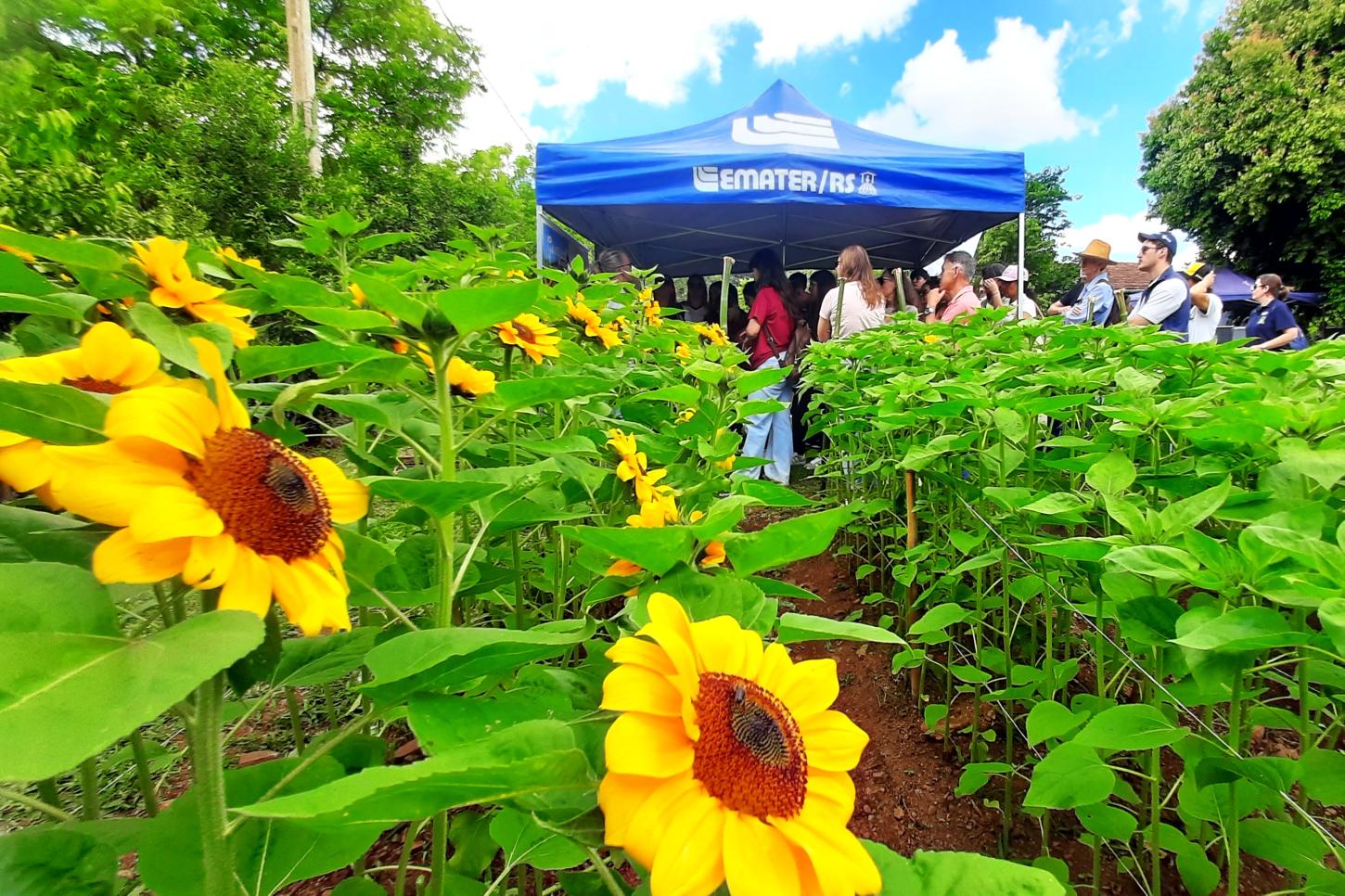 Dia de campo em Nova Petrópolis vai mostrar potencial da floricultura para a agricultura familiar