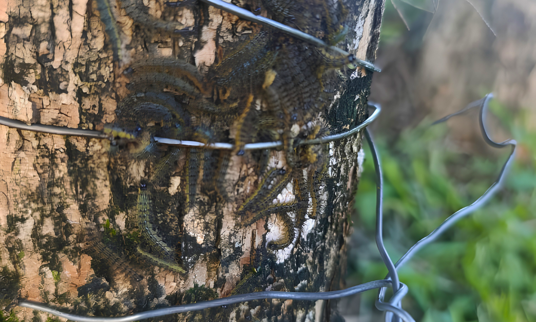 Presença de lagartas taturanas em árvores exige atenção em Benjamin Constant do Sul!