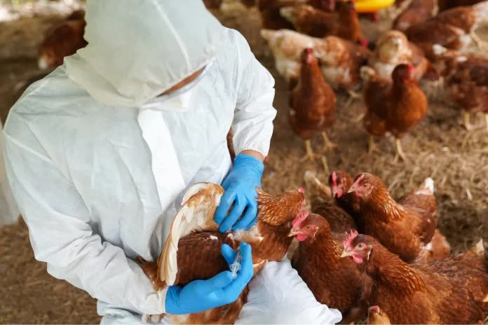 Um novo caso de Influenza Aviária de Alta Patogenicidade foi confirmado em aves de subsistência no município de Selbach, no Rio Grande do Sul.